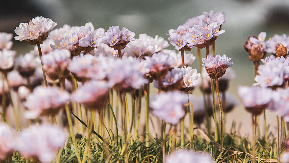Blumen in Cornwall