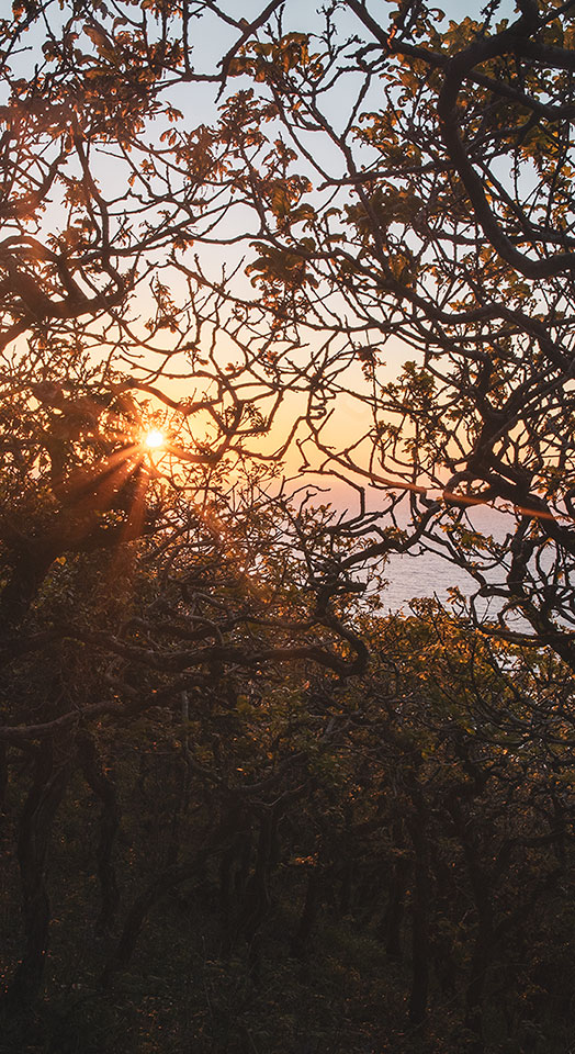 Wald und Sonne