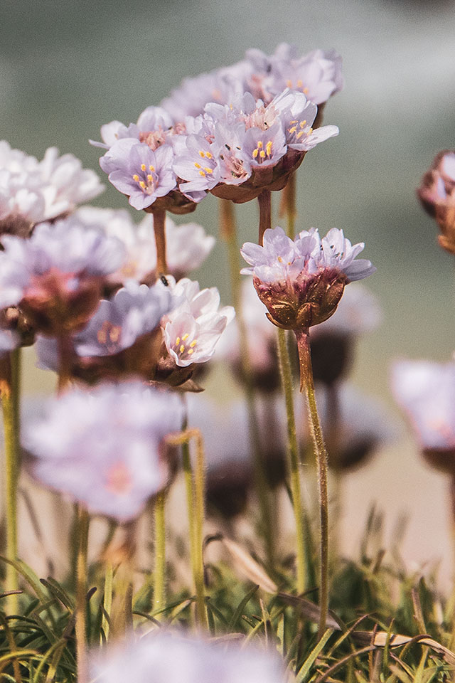 Blumen