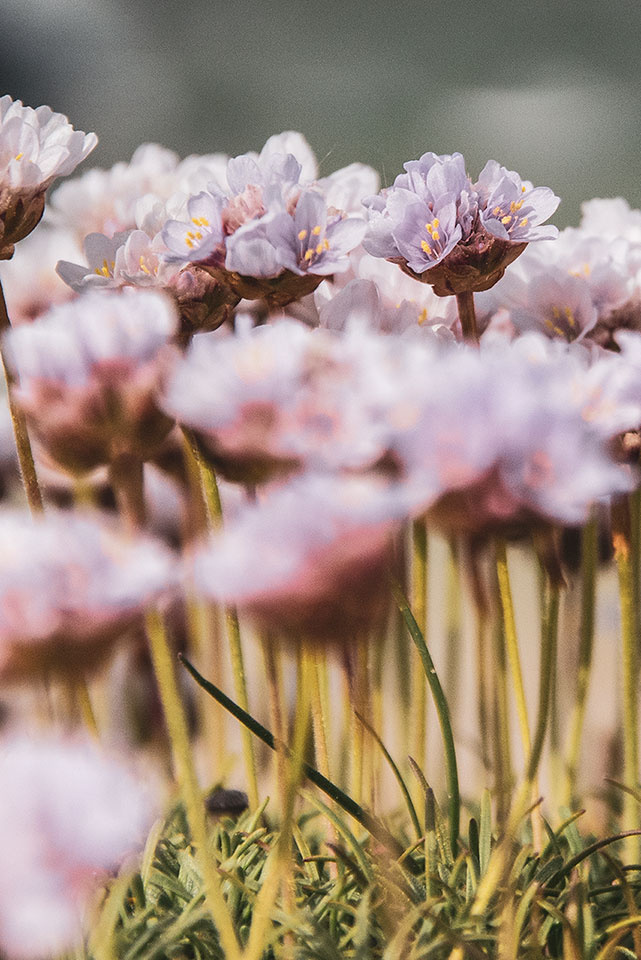 Blumen